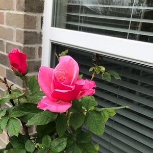 Meet your Posher, Fatima